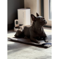 Dog Mat 60×60 cm