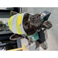 Neon Dog Beanie – Limited Edition | TchDogWear