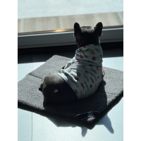 Dog Mat 60×60 cm